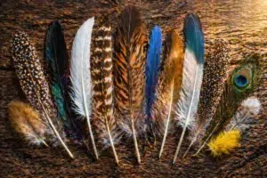 Collection de plumes colorées et variées alignées sur un fond en bois, avec des textures et motifs naturels détaillés