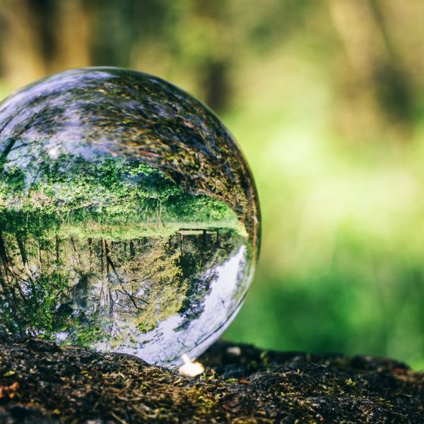 Crystal ball standing on a trunk, reflecting a forest. Environmental conservation. Earth Day.